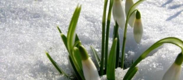 Ghioceii, vestitorii primaverii Ghioceii, vestitorii primaverii