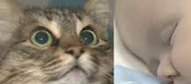 La gatita rescatadora Masha La gatita rescatadora Masha