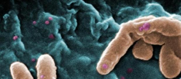 Microorganismos son esenciales para la vida Microorganismos son esenciales para la vida