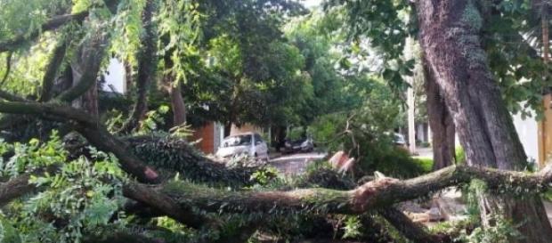 Árvores gigantescas não resistem ao temporal Árvores gigantescas não resistem ao temporal