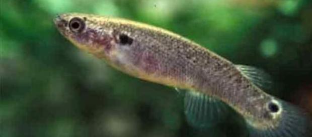 Exemplar de Kriptolebias marmoratus Exemplar de Kriptolebias marmoratus