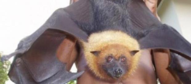 Un esemplare di pipistrello della frutta Un esemplare di pipistrello della frutta