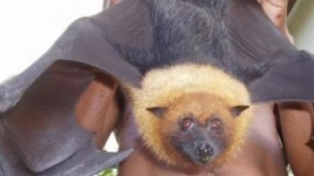 Un esemplare di pipistrello della frutta