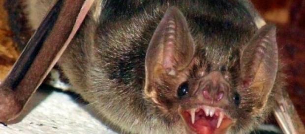 Animais curiosos: Morcego vampiro Animais curiosos: Morcego vampiro