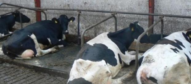 The price of milk.... is the cow The price of milk.... is the cow