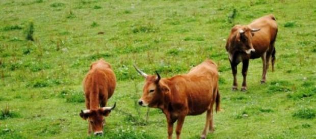 Vacas pastando en un prado Vacas pastando en un prado