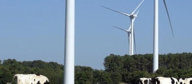 L'Uruguay combine l'élevage et les parcs éoliens. L'Uruguay combine l'élevage et les parcs éoliens.