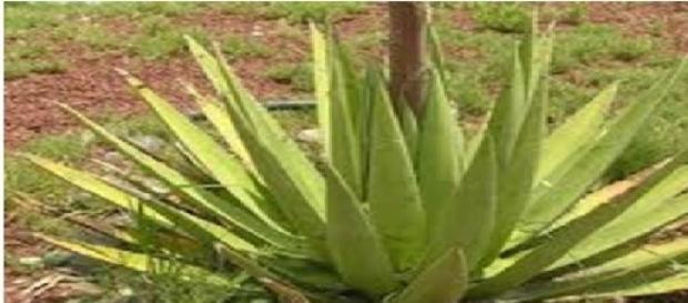 Agave de lechuguila, de donde se obtiene la fibra Agave de lechuguila, de donde se obtiene la fibra