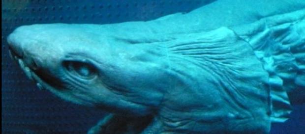 Es uno de los animales marinos más extraños Es uno de los animales marinos más extraños