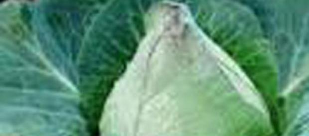 Le choux, ce légume trop souvent oublié Le choux, ce légume trop souvent oublié