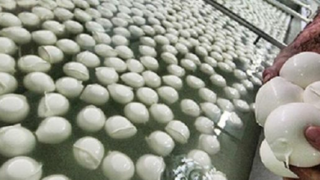 Salerno, producevano mozzarella senza latte