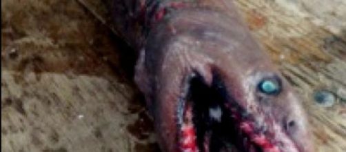 Australia: rinvenuto mostro marino terrificante 