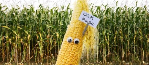 OGM, in Italia è ancora no al mais MON 810