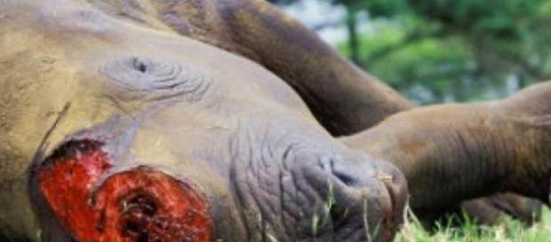 La carcasse d'un rhinocéros tué pour sa corne. La carcasse d'un rhinocéros tué pour sa corne.