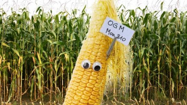 OGM, in Italia &egrave; ancora no al mais MON 810