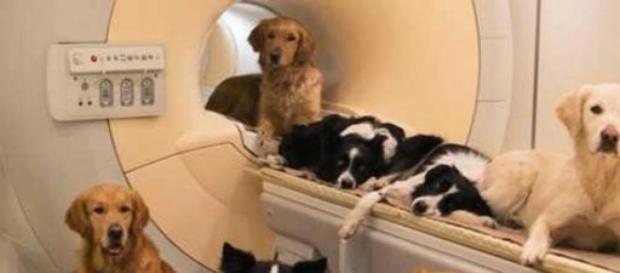 Perros en aparato de resonancia magnética Perros en aparato de resonancia magnética