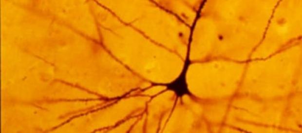 Es un importante hallazgo para la salud neuronal Es un importante hallazgo para la salud neuronal