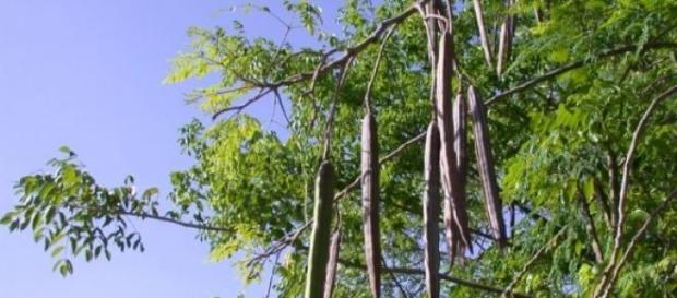 Moringa cuja semente é solução para águas Moringa cuja semente é solução para águas