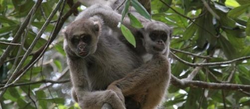 Como ser um voluntário do Zoológico de São Paulo