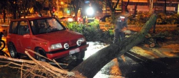 Árvores caem devido a chuva e vento forte em B.H. Árvores caem devido a chuva e vento forte em B.H.