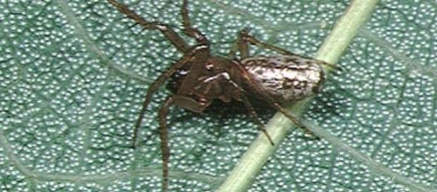 Cyclosa ginnaga (Wikimedia) Cyclosa ginnaga (Wikimedia)