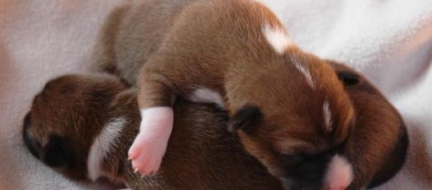 O animal tinha três semanas. O animal tinha três semanas.
