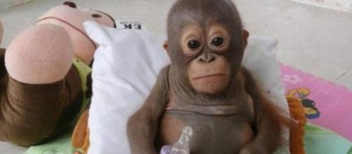 Budi,  o bebê orangotango