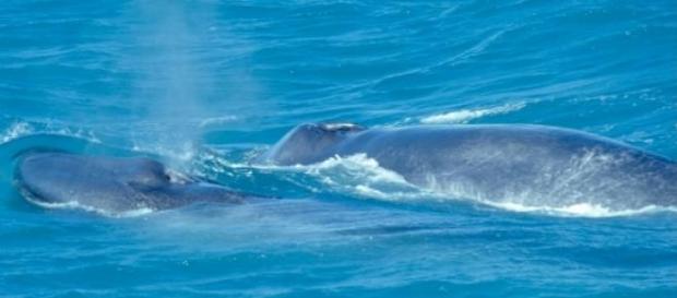 Las ballenas boreales emiten variadas melodías Las ballenas boreales emiten variadas melodías