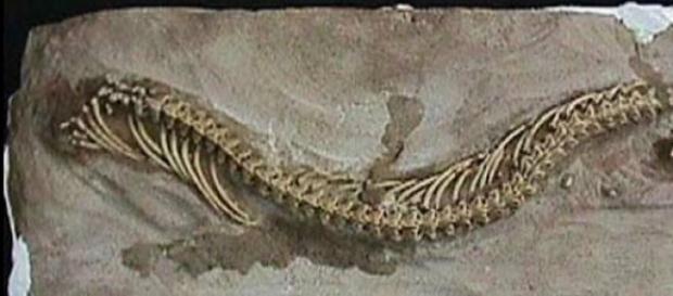 Ofidios habrían evolucionado de lagartos sin patas Ofidios habrían evolucionado de lagartos sin patas