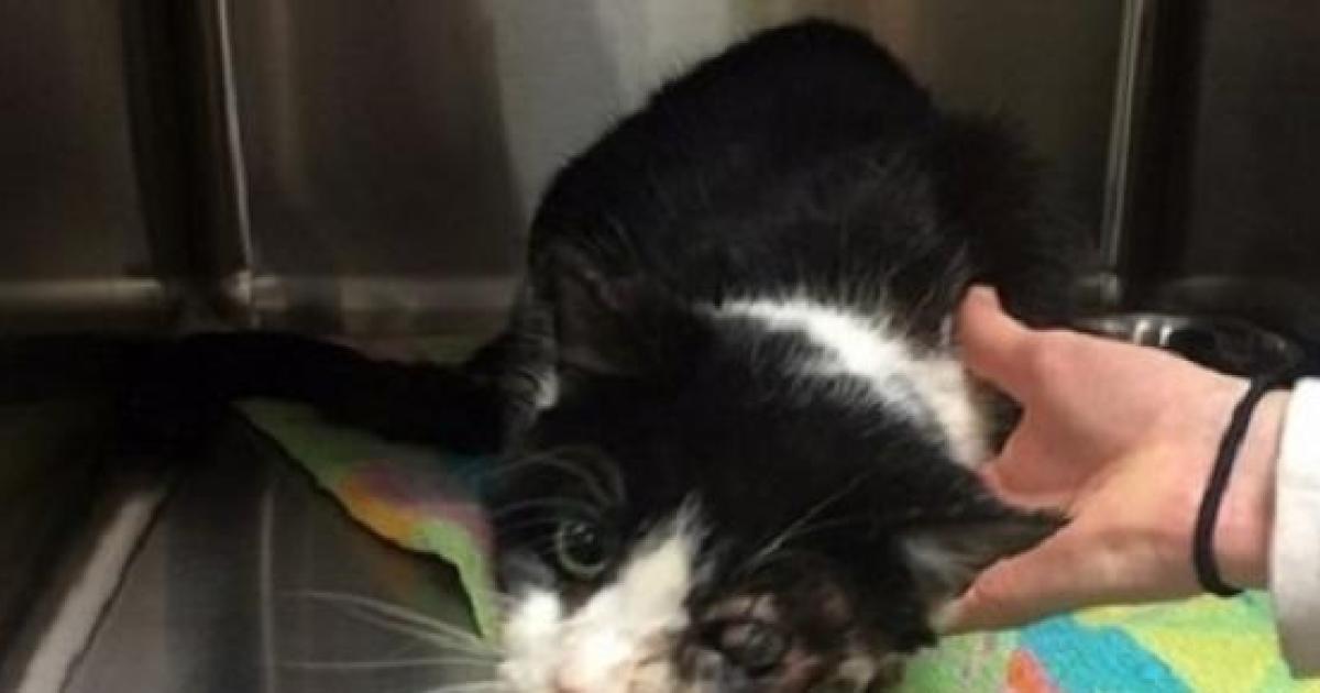 Gatto Resuscita Dopo 5 Giorni Era Stato Seppellito In Giardino