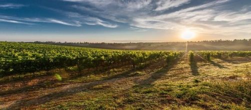 Vino:scoperto in Sardegna un vitigno di 3000 anni 