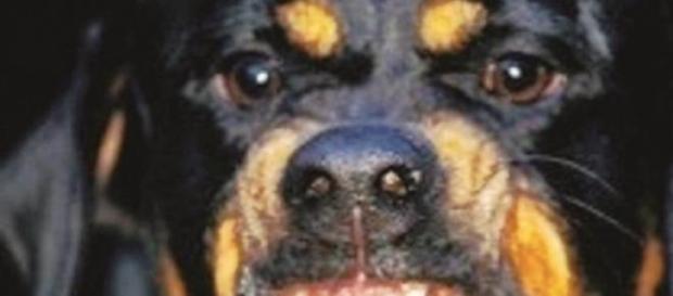 Cane di razza Rottweiler Cane di razza Rottweiler
