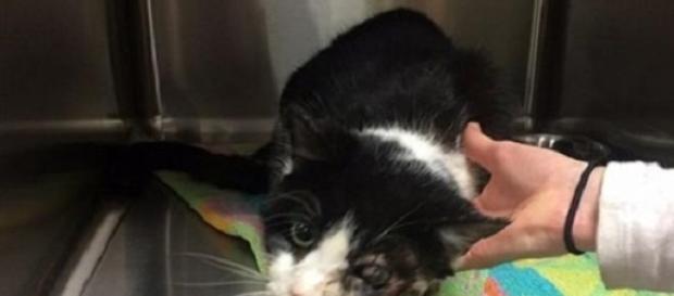 Il malconcio gatto Bart, resuscita dopo 5 giorni Il malconcio gatto Bart, resuscita dopo 5 giorni