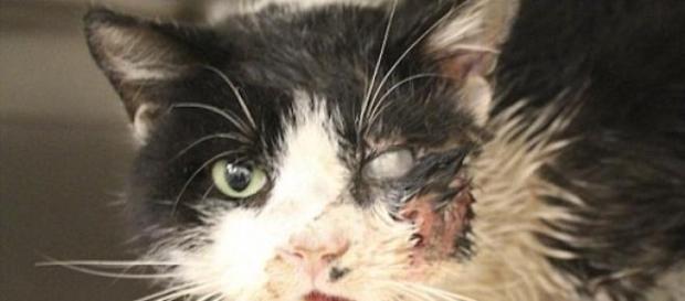 O gato reagiu bem aos procedimentos cirúrgicos O gato reagiu bem aos procedimentos cirúrgicos