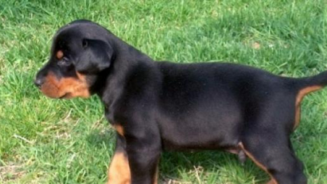 Annega cucciolo di dobermann per prendere aereo