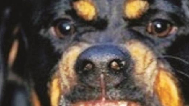Cane  di razza Rottweiler