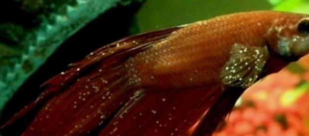 Betta splendes parasitado por ictio Betta splendes parasitado por ictio