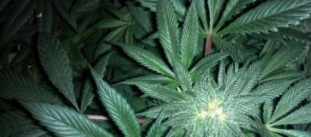 Derivado da maconha pode vir a ser liberado Derivado da maconha pode vir a ser liberado