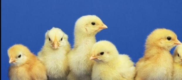 El experimento se llevó a cabo con varios pollos El experimento se llevó a cabo con varios pollos