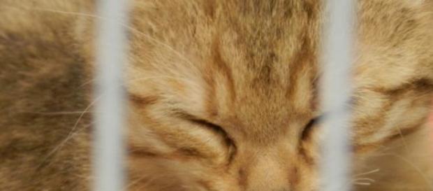 Trois tonnes de chats ont été saisies au Vietnam. Trois tonnes de chats ont été saisies au Vietnam.