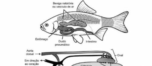 Esquema bexiga natatória de um peixe ósseo