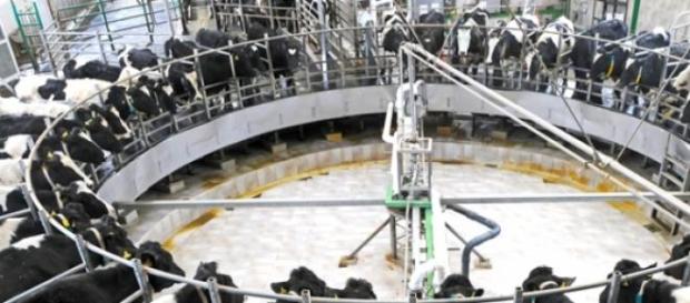 Descida no preço do leite pago ao produtor Descida no preço do leite pago ao produtor