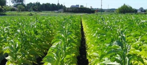 Plantación de tabaco en Japón Plantación de tabaco en Japón