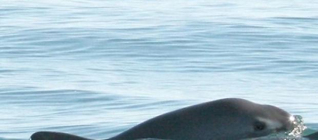 Vaquita - cetáceo mais pequeno e ameaçado do mundo Vaquita - cetáceo mais pequeno e ameaçado do mundo