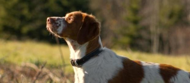 Foto de perro setter inglés Foto de perro setter inglés