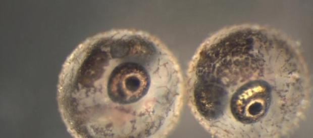 Ovos embrionados de Killifishes Anuais Ovos embrionados de Killifishes Anuais
