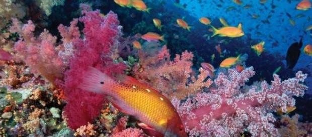 Restam apenas 74% de recifes de coral no Mundo. Restam apenas 74% de recifes de coral no Mundo.