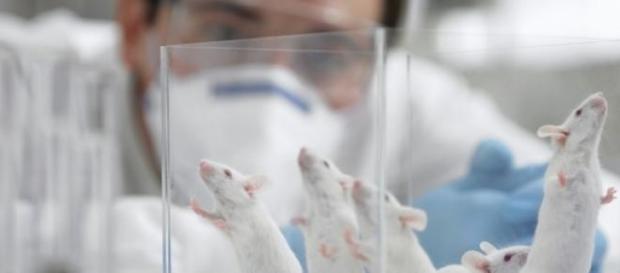 Testes em animais proibidos na Coreia do Sul Testes em animais proibidos na Coreia do Sul