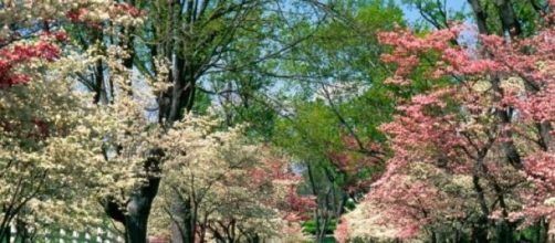 Previsioni meteo gennaio 2015, torna la primavera