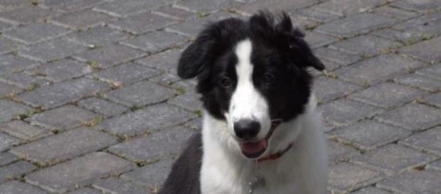O cão é da raça border collie O cão é da raça border collie